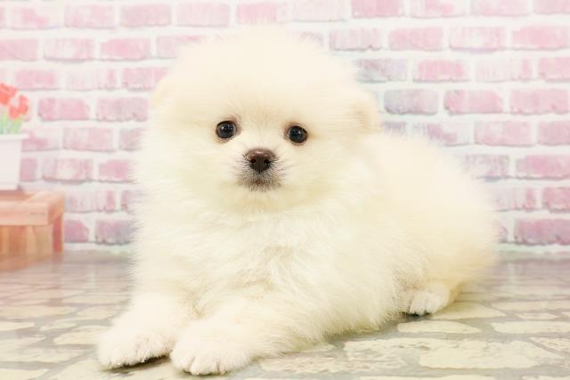 神奈川県のポメラニアン (Coo&RIKU秦野店/2025年7月3日生まれ/男の子/クリーム)の子犬の2枚目の画像