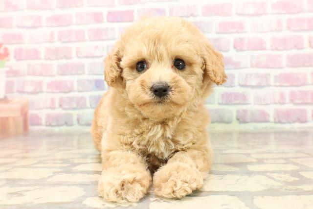 神奈川県のトイプードル(トイ) (Coo&RIKU藤沢店/2025年7月3日生まれ/女の子/アプリコット)の子犬の1枚目の画像