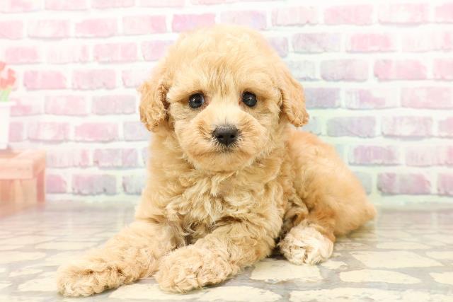 神奈川県のトイプードル(トイ) (Coo&RIKU藤沢店/2025年7月3日生まれ/女の子/アプリコット)の子犬の2枚目の画像