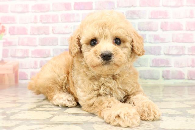 神奈川県のトイプードル(トイ) (Coo&RIKU藤沢店/2025年7月3日生まれ/女の子/アプリコット)の子犬の3枚目の画像