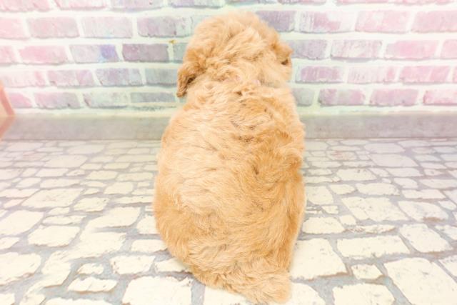 神奈川県のトイプードル(トイ) (Coo&RIKU藤沢店/2025年7月3日生まれ/女の子/アプリコット)の子犬の4枚目の画像