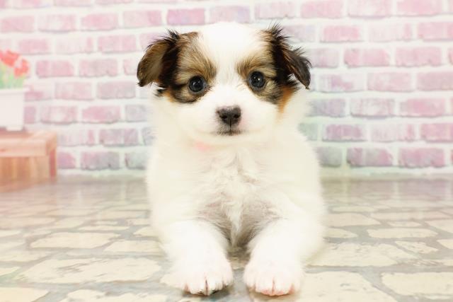 神奈川県のパピヨン (Coo&RIKU藤沢店/2025年7月3日生まれ/女の子/ホワイトブラウン)の子犬の1枚目の画像