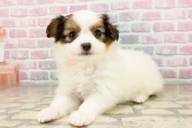 神奈川県のパピヨン (Coo&RIKU藤沢店/2025年7月3日生まれ/女の子/ホワイトブラウン)の子犬の2枚目の画像