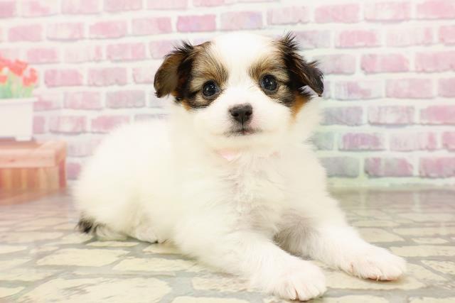 神奈川県のパピヨン (Coo&RIKU藤沢店/2025年7月3日生まれ/女の子/ホワイトブラウン)の子犬の3枚目の画像