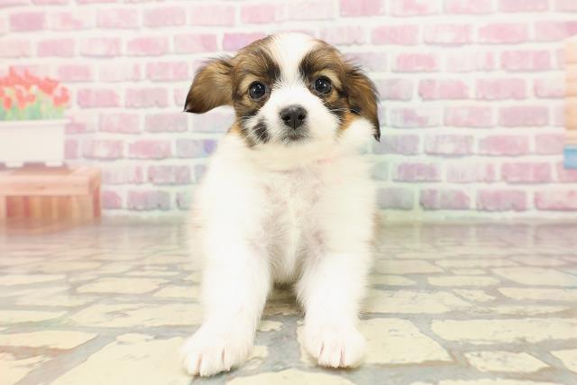 神奈川県のパピヨン (Coo&RIKU横須賀店/2025年7月3日生まれ/女の子/ホワイトブラウン)の子犬の1枚目の画像