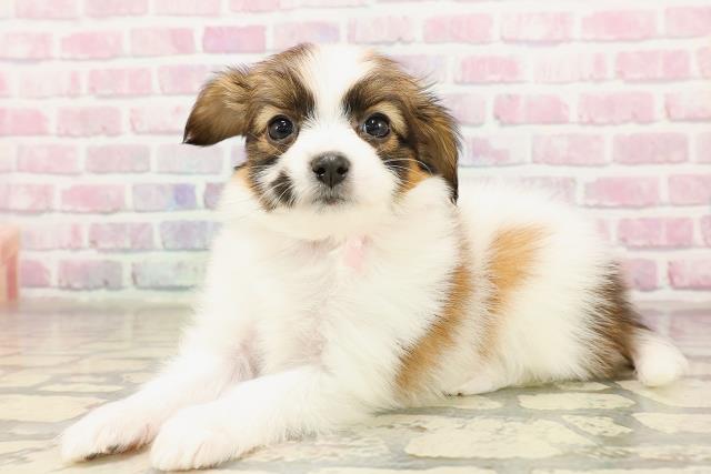 神奈川県のパピヨン (Coo&RIKU横須賀店/2025年7月3日生まれ/女の子/ホワイトブラウン)の子犬の2枚目の画像