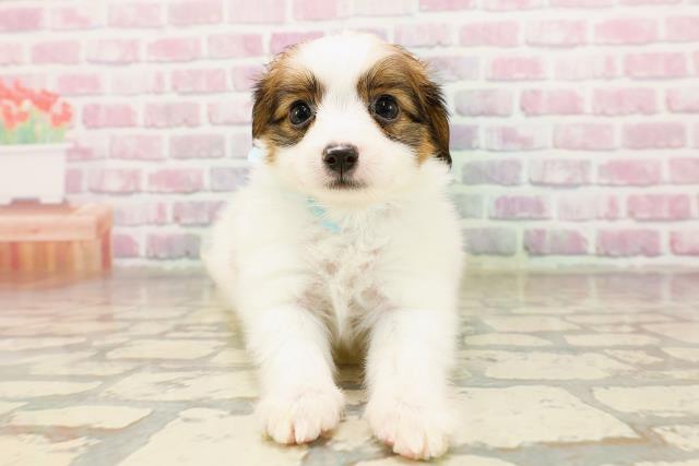 群馬県のパピヨン (Coo&RIKU前橋店/2025年7月3日生まれ/男の子/ホワイトブラウン)の子犬