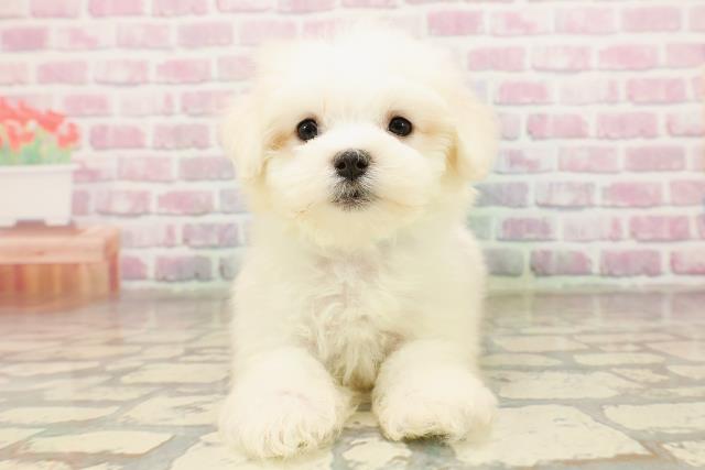 埼玉県のマルチーズ (Coo&RIKUアニマルケアセンター大宮/2025年7月3日生まれ/男の子/ホワイト)の子犬の1枚目の画像