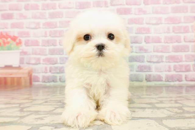 栃木県のマルチーズ (Coo&RIKU小山店/2025年7月3日生まれ/男の子/ホワイト)の子犬の1枚目の画像