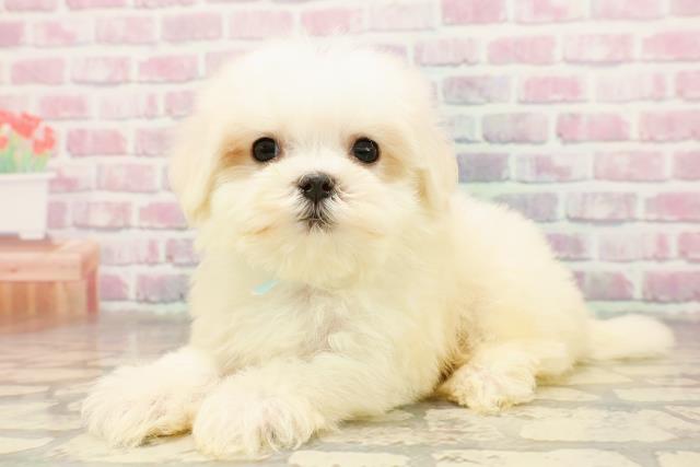 栃木県のマルチーズ (Coo&RIKU小山店/2025年7月3日生まれ/男の子/ホワイト)の子犬の2枚目の画像