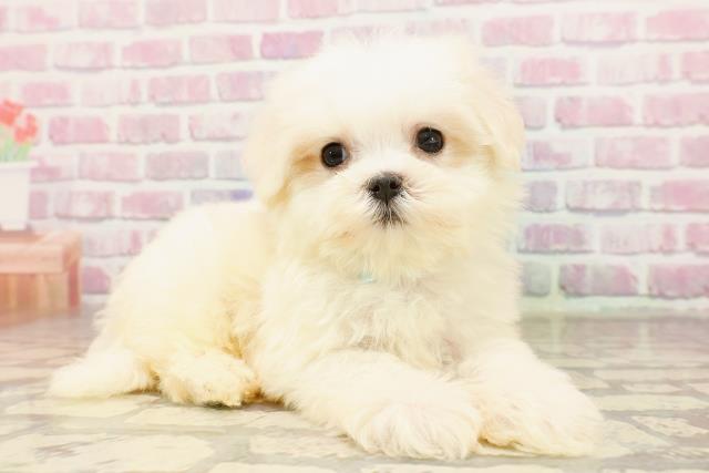 栃木県のマルチーズ (Coo&RIKU小山店/2025年7月3日生まれ/男の子/ホワイト)の子犬の3枚目の画像
