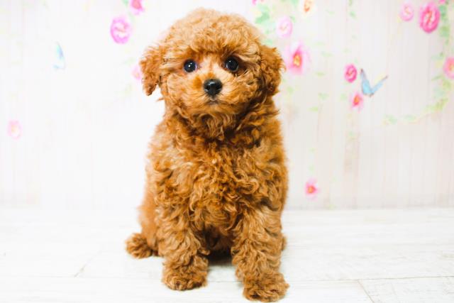 東京都のトイプードル(トイ) (Coo&RIKU江戸川店/2025年7月3日生まれ/男の子/レッド)の子犬の1枚目の画像