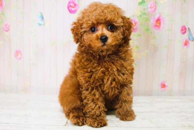 東京都のトイプードル(トイ) (Coo&RIKU江戸川店/2025年7月3日生まれ/男の子/レッド)の子犬の2枚目の画像
