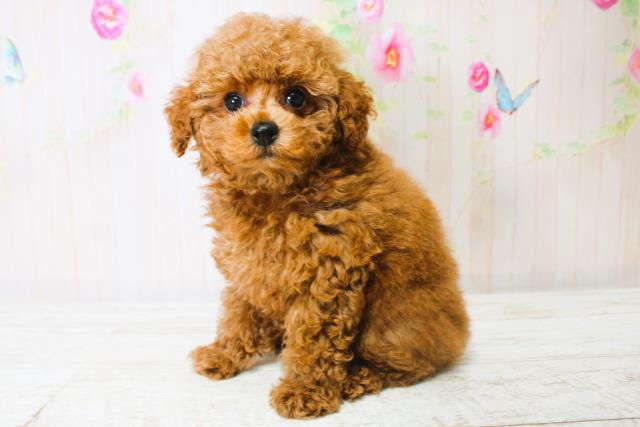 東京都のトイプードル(トイ) (Coo&RIKU江戸川店/2025年7月3日生まれ/男の子/レッド)の子犬の3枚目の画像