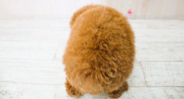 東京都のトイプードル(トイ) (Coo&RIKU江戸川店/2025年7月3日生まれ/男の子/レッド)の子犬の4枚目の画像