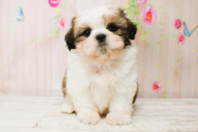 北海道のシーズー (Coo&RIKU札幌西店/2025年7月5日生まれ/男の子/ホワイトゴールド)の子犬の1枚目の画像
