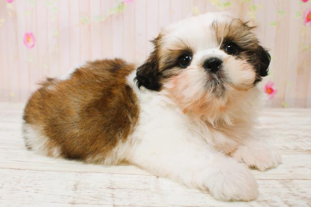 北海道のシーズー (Coo&RIKU札幌西店/2025年7月5日生まれ/男の子/ホワイトゴールド)の子犬の2枚目の画像