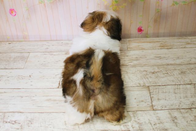 北海道のシーズー (Coo&RIKU札幌西店/2025年7月5日生まれ/男の子/ホワイトゴールド)の子犬の4枚目の画像