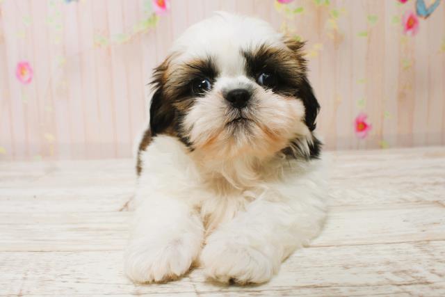 北海道のシーズー (Coo&RIKU函館店/2025年7月5日生まれ/男の子/ホワイトゴールド)の子犬の1枚目の画像