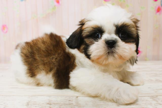 北海道のシーズー (Coo&RIKU函館店/2025年7月5日生まれ/男の子/ホワイトゴールド)の子犬の2枚目の画像