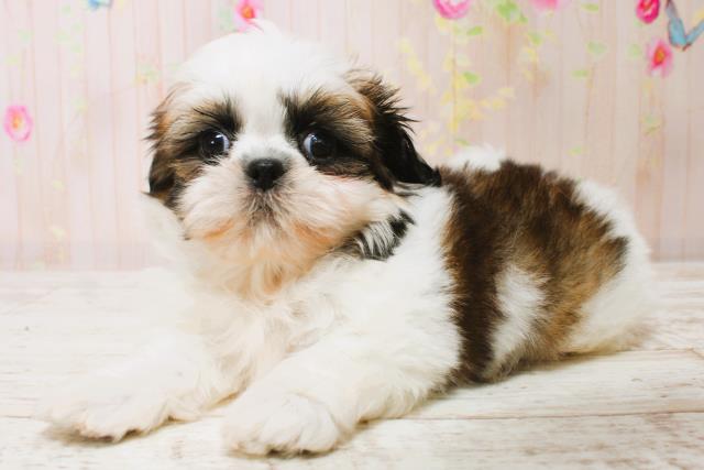 北海道のシーズー (Coo&RIKU函館店/2025年7月5日生まれ/男の子/ホワイトゴールド)の子犬の3枚目の画像