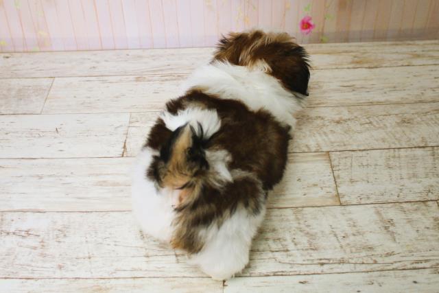 北海道のシーズー (Coo&RIKU函館店/2025年7月5日生まれ/男の子/ホワイトゴールド)の子犬の4枚目の画像