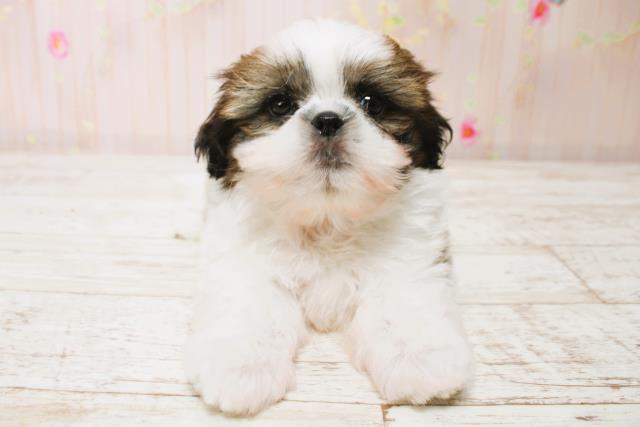 北海道のシーズー (Coo&RIKU北見店/2025年7月5日生まれ/男の子/ホワイトゴールド)の子犬の1枚目の画像