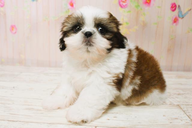 北海道のシーズー (Coo&RIKU北見店/2025年7月5日生まれ/男の子/ホワイトゴールド)の子犬の3枚目の画像