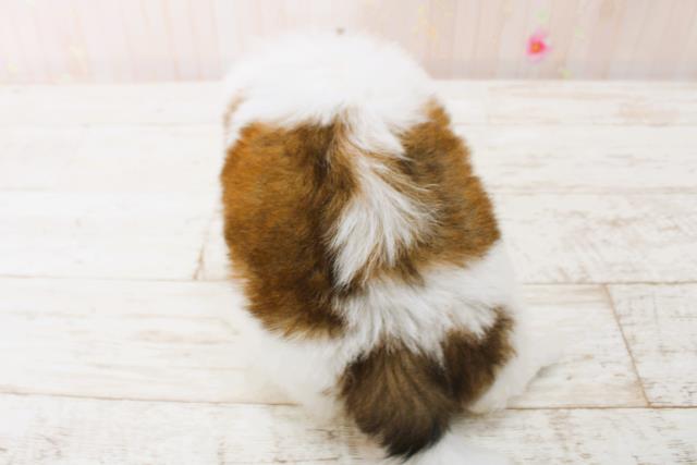 北海道のシーズー (Coo&RIKU北見店/2025年7月5日生まれ/男の子/ホワイトゴールド)の子犬の4枚目の画像