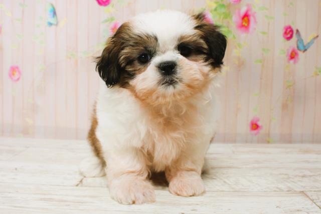 北海道のシーズー (Coo&RIKU釧路店/2025年7月5日生まれ/女の子/ホワイトゴールド)の子犬の1枚目の画像