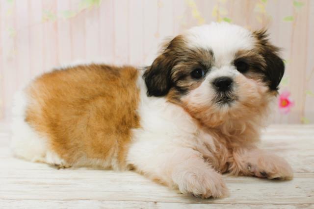 北海道のシーズー (Coo&RIKU釧路店/2025年7月5日生まれ/女の子/ホワイトゴールド)の子犬の2枚目の画像