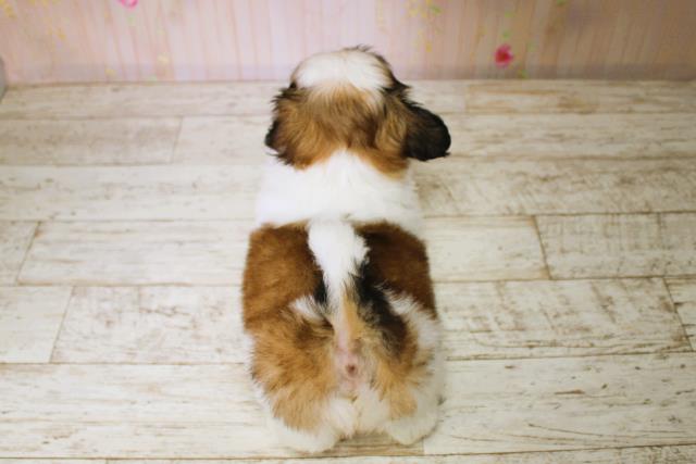 北海道のシーズー (Coo&RIKU釧路店/2025年7月5日生まれ/女の子/ホワイトゴールド)の子犬の4枚目の画像