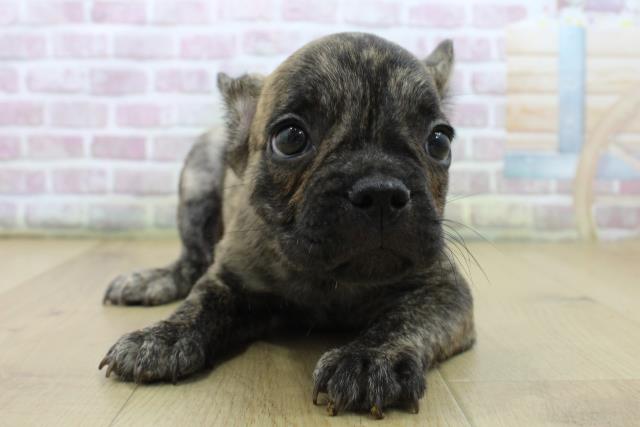 福島県のフレンチブルドッグ (Coo&RIKU郡山店/2025年7月5日生まれ/男の子/ブリンドル)の子犬の1枚目の画像