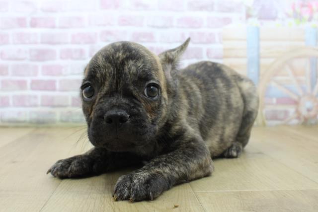 福島県のフレンチブルドッグ (Coo&RIKU郡山店/2025年7月5日生まれ/男の子/ブリンドル)の子犬の2枚目の画像