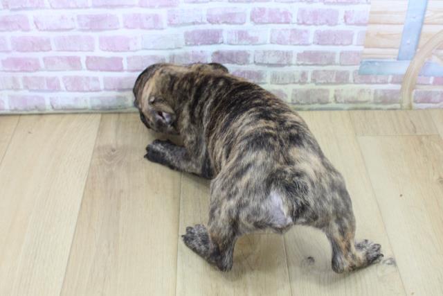 福島県のフレンチブルドッグ (Coo&RIKU郡山店/2025年7月5日生まれ/男の子/ブリンドル)の子犬の4枚目の画像