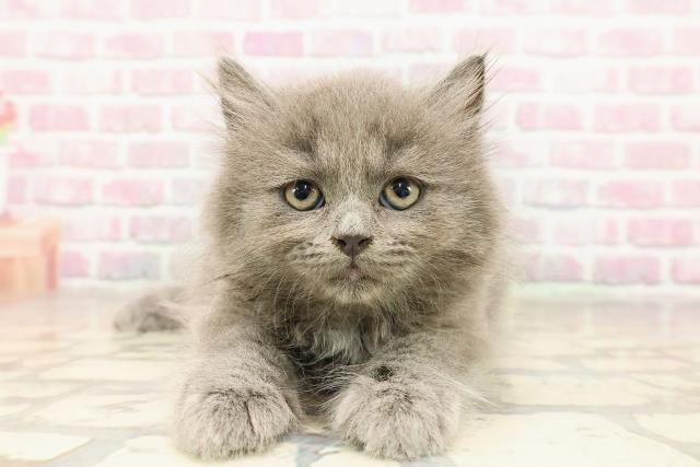 東京都のブリティッシュロングヘアー (Coo&RIKU大久保店/2025年7月5日生まれ/男の子/ブルー)の子猫の1枚目の画像