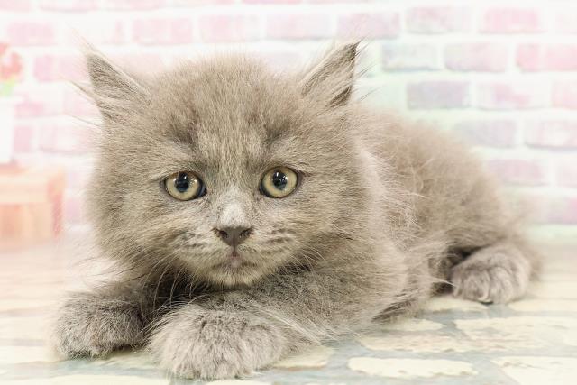 東京都のブリティッシュロングヘアー (Coo&RIKU大久保店/2025年7月5日生まれ/男の子/ブルー)の子猫の2枚目の画像