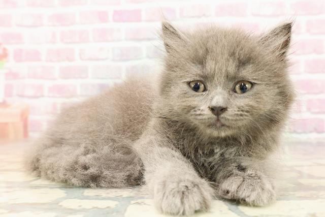 東京都のブリティッシュロングヘアー (Coo&RIKU大久保店/2025年7月5日生まれ/男の子/ブルー)の子猫の3枚目の画像