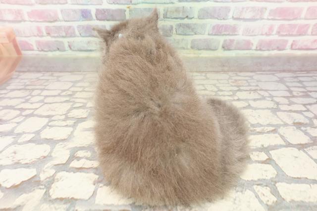 東京都のブリティッシュロングヘアー (Coo&RIKU大久保店/2025年7月5日生まれ/男の子/ブルー)の子猫の4枚目の画像