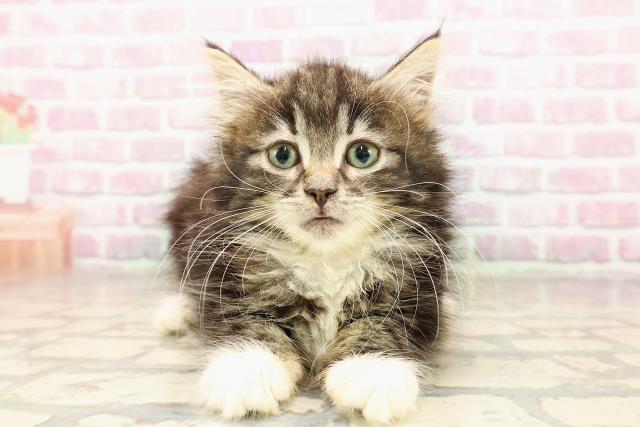 ノルウェージャン・フォレストキャット