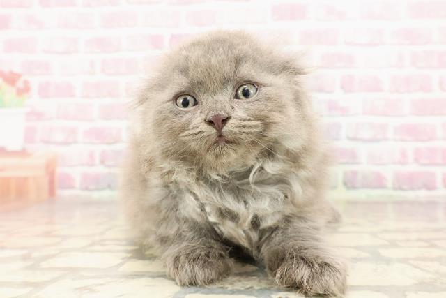 福島県のスコティッシュフォールド (Coo&RIKU郡山店/2025年7月6日生まれ/男の子/ブルー)の子猫の1枚目の画像