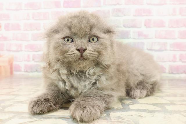 福島県のスコティッシュフォールド (Coo&RIKU郡山店/2025年7月6日生まれ/男の子/ブルー)の子猫の2枚目の画像