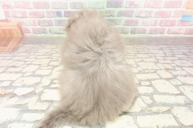 福島県のスコティッシュフォールド (Coo&RIKU郡山店/2025年7月6日生まれ/男の子/ブルー)の子猫の4枚目の画像