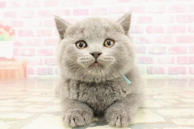 ブリティッシュショートヘアー