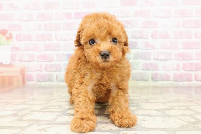 東京都のトイプードル(トイ) (Coo&RIKU池袋西口店/2025年7月2日生まれ/女の子/レッド)の子犬の1枚目の画像