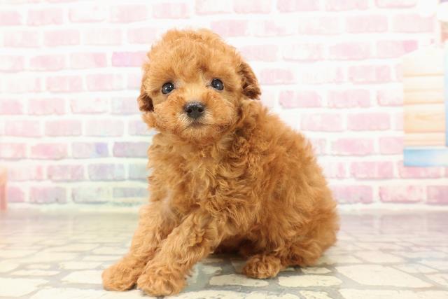 東京都のトイプードル(トイ) (Coo&RIKU池袋西口店/2025年7月2日生まれ/女の子/レッド)の子犬の2枚目の画像