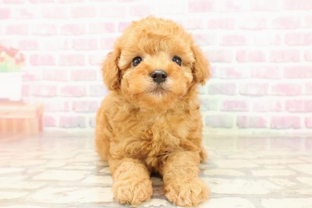 東京都のトイプードル(トイ) (Coo&RIKU武蔵小山店/2025年7月2日生まれ/男の子/レッド)の子犬の1枚目の画像