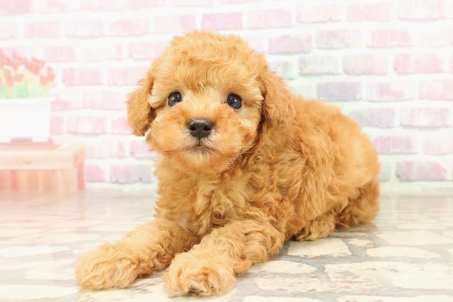 東京都のトイプードル(トイ) (Coo&RIKU武蔵小山店/2025年7月2日生まれ/男の子/レッド)の子犬の2枚目の画像