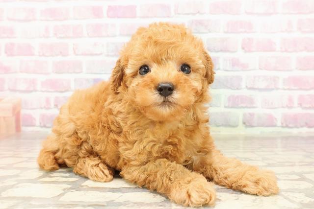 東京都のトイプードル(トイ) (Coo&RIKU武蔵小山店/2025年7月2日生まれ/男の子/レッド)の子犬の3枚目の画像