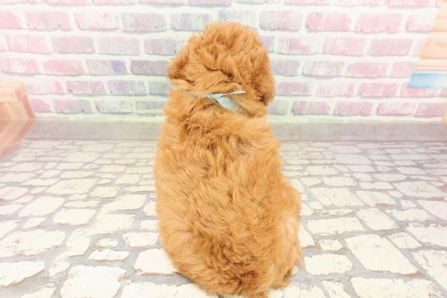 東京都のトイプードル(トイ) (Coo&RIKU武蔵小山店/2025年7月2日生まれ/男の子/レッド)の子犬の4枚目の画像